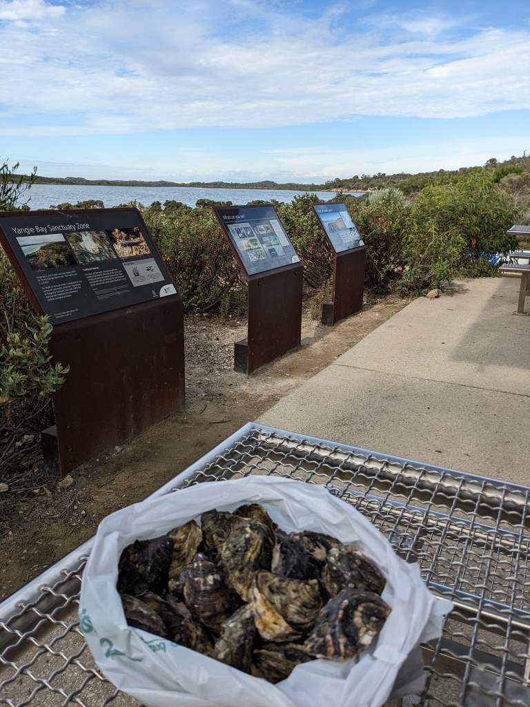 Oysters at Yangie Bay (Coffin Bay)